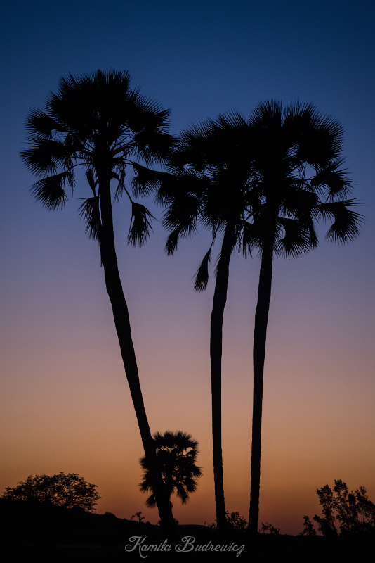  zachodzie słońca Namibia 0 nikon d750 Nikkor AF-S 70-200 f/4.0G niebo drzewo borassus flabellifer roślina drzewiasta drzewo palmowe Arecales Chmura zachód słońca świt atmosfera ziemi
