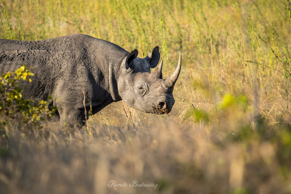  Etosha nosorożec Namibia 0 nikon d750 Sigma 150-600mm f/5-6.3 HSM dzikiej przyrody łąka ssak zwierzę lądowe fauna trawa pustynia róg safari